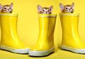 Bukan Menjauh, Kucing Malah Suka Sepatu Bau, Penyebabnya Bikin Tenang!