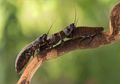 Kecoak Madagaskar dan Kemampuan Menumbuhkan Testis Sesuai Kebutuhkan