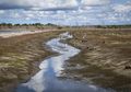 Menjaga Habitat Mangrove, Meraih Asa di Delta Kayan Sembakung