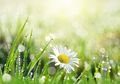 Petrichor, Aroma Alami Saat Hujan, Dari Mana Asalnya?