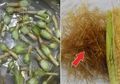 6 Bagian 'Tak Berguna' dari Buah dan Sayuran yang Ternyata Berkhasiat Bagi Kesehatan