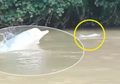 Sempat Viral, Lumba-Lumba Muncul di Sungai Kualuh Ditemukan Mati Setelah 2 Hari Menghilang