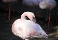 Akibat Kekeringan, Ratusan Flamingo di Afrika Selatan Terpaksa Dipindahkan