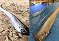 Mengenal Oarfish, Ikan yang Dianggap Kemunculannya Sebagai Indikasi Akan Terjadi Gempa Bumi dan Tsunami