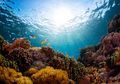 Coral Bleaching, Fenomena Hilangnya Warna Indah Terumbu Karang