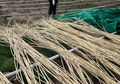 Tidak Hanya di Cirebon, Katingan Kalimantan Tengah Juga Jadi Sentra Rotan di Indonesia