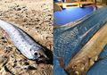 Dipercaya Pertanda Bencana, Munculnya Oarfish ke Permukaan Laut Bikin Warga Jepang Cemas!