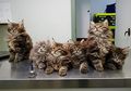 Inilah 5 Manfaat Kesehatan yang Akan Anda Dapatkan dari Memelihara Kucing