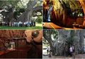 Pohon Tua Berusia 6.000 Tahun di Afrika Selatan Diubah Menjadi Bar