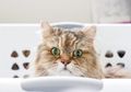 Miliki Kucing Peliharaan? Ketahui Cara Hindari Toksoplasmosis di Rumah karena Kucing Kesayangan!