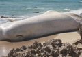 Mirip Marshmallow Raksasa, Bangkai Paus Sperma 'Hantui' Pantai Hawaii