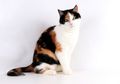 Kucing Belang Tiga Pasti Betina, Penjelasannya Bukan Karena Jantan Dimakan Induknya