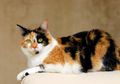 Kucing Tiga Warna; Merawat Kucing Calico yang Hamil, Lakukan Ini!