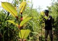 Daun Kratom Menyebabkan Ratusan Orang Meninggal Hingga Bayi Menjadi 'Sakau', BNN Sebut Efeknya 10 Kali Lipat Berbahaya dari Kokain dan Ganja