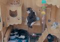 Ahli Komputer di Tiongkok Buat Rumah Kucing Canggih, Ada Sensor Pengenalan Wajah Kucing