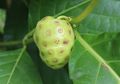 Hanya dengan Buah Mengkudu, Rambut Bisa Bebas Gatal dan Ketombe dalam Waktu Seminggu, Begini Cara Menggunakannya
