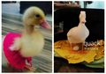 Beli Telur Bebek yang Nyaris Dimasak di Restoran, Wanita Ini Malah Menetaskannya dan Menjadikannya Hewan Peliharaan