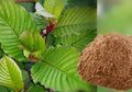 Telah Digunakan Berabad Silam, Kratom Tanaman Asal Kalimantan ini Jadi Obat Herbal Ajaib