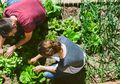 Berkebun, Yuk! Karena Menurut Penelitian Dapat Mengurangi Risiko Serangan Jantung