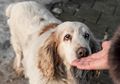 Studi: Memelihara Anjing Dapat Membuat Anda Panjang Umur