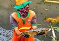 Sempat Ditawar Hingga Jutaan Rupiah, Begini Kondisi Ikan Arwana Emas yang Ditemukan di Kali Utan Kayu Sekarang