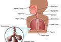 Waspadai Gejala Penyakit Paru, Ini 5 Tanda Ketika Harus Segera ke Dokter, Salah Satunya Nyeri Dada