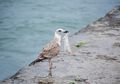 Plastik yang Dimakan Burung Laut Lepaskan Bahan Kimia Beracun ke Pencernaannya