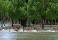 Menjelajahi Sundarbans, Hutan Mangrove Terbesar yang Ada di Dunia