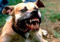 Gara-gara Serangan Anjing GIla, Pemerintah Kabupaten Kolaka Utara Terapkan Status Siaga Satu