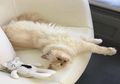 Rejeki Nomplok! Kucing Ini Bakal dapat Harta Warisan Majikannya Sebesar Rp 2,8 Triliun