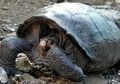 Diduga Punah 100 tahun lalu, Kura-kura Ini Muncul di Galapagos