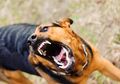Belasan Warga Diserang Anjing Gila, Kolaka Utara Siaga 1 Rabies