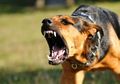 Waspada Musuh Jahat! Rupanya Inilah Beberapa Tafsir Mimpi Dikejar dan Digigit Anjing