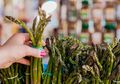 Jus Asparagus Dapat Menurunkan Berat Badan Secara Alami dan Kanker