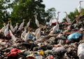 Foto-foto Kawanan Burung Kuntul Ini Bikin Kita Kesal dengan Sampah