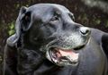 Anjing Juga Bisa Memiliki Uban, Apa yang Menjadi Faktor Pemicunya?