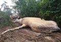 Misterius, Miliki Habitat di Lautan, Mengapa Ikan Paus Ini Ditemukan Terdampar di Tengah Hutan Amazon?