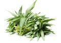 Cegah Diabetes dan Kanker, Ini Aneka Manfaat Kangkung, Ternyata Luar Biasa!