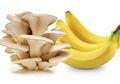 Masa Depan Pangan, Menguak Rahasia yang Terkandung oleh Jamur dan Pisang