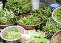 Sakit Gigi Sembuh Total dalam Waktu Cepat Hanya dengan Akar Kangkung, Begini Cara Menggunakannya