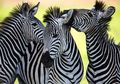 Peneliti Mengungkapkan Fungsi Garis Hitam-Putih di Tubuh Zebra