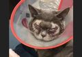 Agar Lebih Cantik, Seekor Kucing Dioperasi Plastik dengan Biaya Rp18 Juta