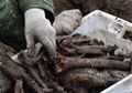 Kerangka Orang-orang Yahudi Korban Kekejaman Nazi Ditemukan di Belarus