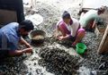 Hati-hati, Kerang Hijau dari Teluk Jakarta Beracun, Tak Layak Dikonsumsi