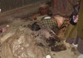 Pasangan Lansia Hidup Memprihatinkan, Tak Kuat Berjalan dan Tidur Dikelilingi Sisa Makanan