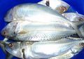 Faktanya, Ikan Kembung Lebih Bergizi Ketimbang Salmon, Bisa Bikin Panjang Umur