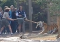 Beredar Petisi yang Mengecam 'Harimau vs Manusia', Pemilik Kebun Binatang Malah Berkata 'Harimau Suka'