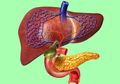 Fakta-fakta Unik Organ Tubuh Manusia, Salah Satunya Paru-paru Sangat Ringan dan Kita Bisa Hidup Dengan 1 Ginjal