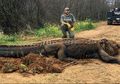 Buaya Raksasa Sepanjang 4 Meter dengan Berat 300 Kg Ditemukan di Parit