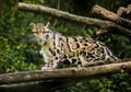 Dinyatakan Punah Pada Tahun 2013, Macan Tutul Ini Terlihat Di Taiwan